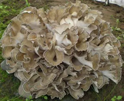 Maiitake Mushroom Extract 20% Polysaccharides for Functional Food