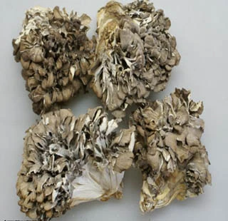 Maiitake Mushroom Extract 20% Polysaccharides for Functional Food