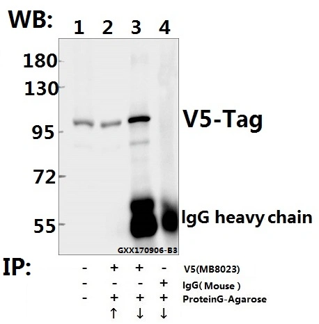 CE, ISO9001 Approved V5-Tag Monoclonal Antibody