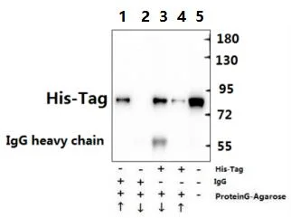 His-Tag Polyclonal Antibody