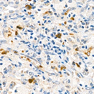 Anti -Cx3cl1 Rabbit Polyclonal Primary Antibodies