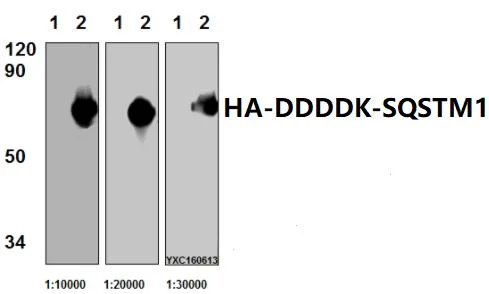 Ddddk-Tag (1A8) Monoclonal Antibody