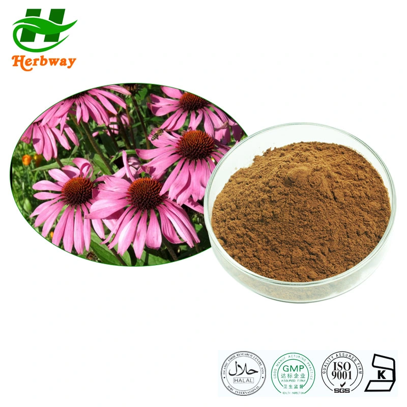 Herbway Best Price 0.8% Echinacosides Herbal Natural Supplements Echinacea Purpurea Extract