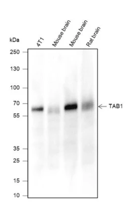 Tab1 モノクローナル抗体