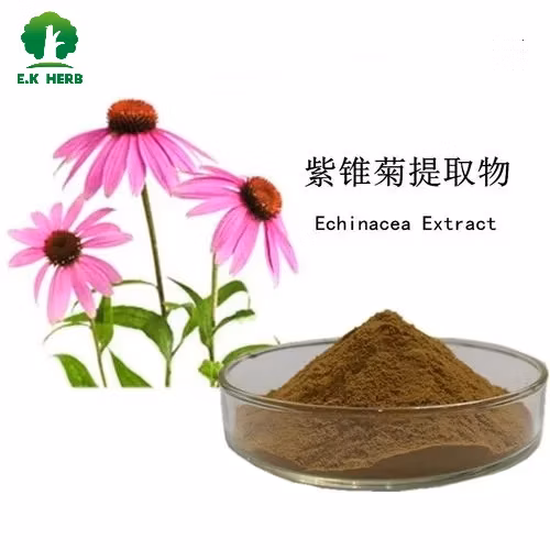 工場卸売エキナセア抽出物ポリフェノール 4% (UV による)、コール酸 1%~4% (HPLC による)
